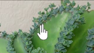 Vegetative propagation amp advantages  How do organisms reproduce  Biology  Khan Academy [upl. by Justus]