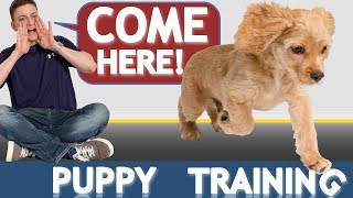 How to Train your Puppy to Come When Called NOW AND FOREVER [upl. by Aulea]