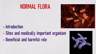 NORMAL FLORA BENEFICIAL AND HARMFUL ROLE Microbiology 1 [upl. by Dilisio695]