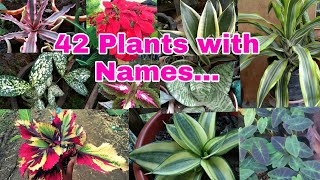 PLANTS AND NAMES [upl. by Nylidam]