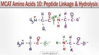 Amino Acid Peptide Linkage and Hydrolysis Reactions [upl. by Ragas341]