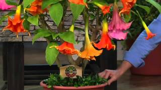 Robertas 2pc Large Bloom Angel Trumpet Patio Tree on QVC [upl. by Eudosia]