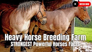 Heavy Horse Breeding Farm  STRONGEST Powerful Horses Facts [upl. by Elocn]