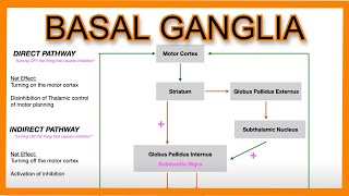 Basal Ganglia Direct vs Indirect Pathways [upl. by Briney]