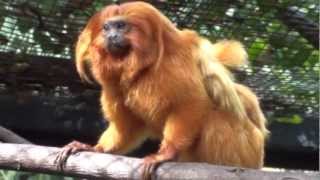 Meet the Golden Lion Tamarin Family at the Palm Beach Zoo [upl. by Itram]