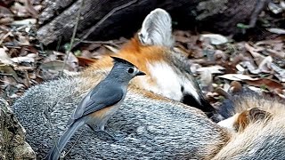 A snoozing fox meets a plucky little blackcrested titmouse [upl. by Ettenej]