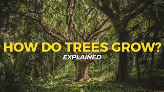 How Trees Grow  Eco Facts  One Tree Planted [upl. by Nyrat43]