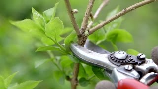 How to prune spring flowering shrubs  Grow at Home  Royal Horticultural Society [upl. by Elletsirk200]