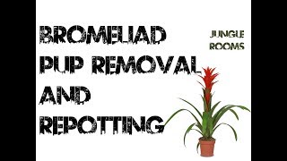 Bromeliad Pup Removal and Repotting [upl. by Duval]