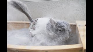 The Ultimate Chinchilla Dust Bath Compilation [upl. by Leatrice307]