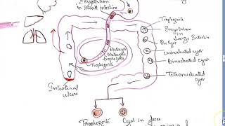 Parasitology 026 b Entamoeba Histolytica Classification Amoebiasis life cycle excystation colon [upl. by Edroi]