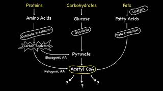 Metabolic Fates of Acetyl CoA [upl. by Yrallam]