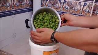 Como hacer aceitunas del modo tradicional [upl. by Nonnah]