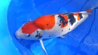 Koi Fish Selection 2  How to Select Kohaku Asagi amp Sanke Koi [upl. by Gavrilla598]