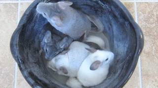 Four Chinchillas  One Bucket  One Glorious Dust Bath [upl. by Meensat]