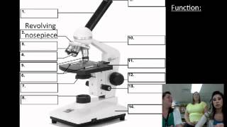 Microscope Parts and Functions [upl. by Walkling]