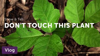 How to Identify Poison Ivy from Lookalikes — Vlog 021 [upl. by Ahsen]