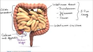 Verdauungsorgane Teil 2 Darm [upl. by Treb]