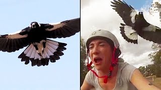 Ozzy Man Reviews MAGPIES [upl. by Nna]