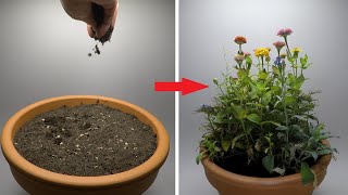 Growing Flowers Time Lapse  47 Days [upl. by Ruelle]