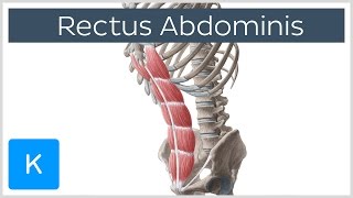 Rectus Abdominis Muscle Overview  Anatomy  Kenhub [upl. by Specht]