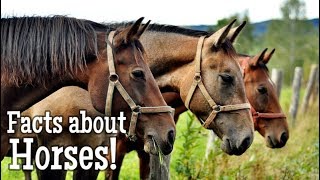 Horse Facts for Kids [upl. by Airdnalahs]