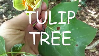 How to identify tuliptree Liriodendron tulipifera  TREE ID 6 [upl. by Binni356]