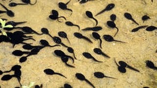 Tadpole interesting facts [upl. by Fromma800]