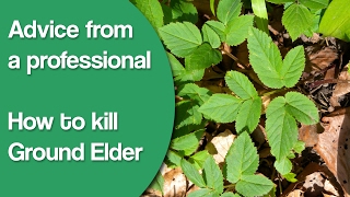 Advice from a professional Ground elder and how to kill it [upl. by Mehta148]