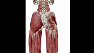 ANATOMIE FMPM MYOLOGIE DE LA HANCHE [upl. by Schumer406]