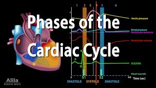 The Cardiac Cycle Animation [upl. by Jaquelyn]