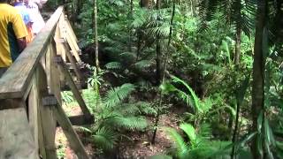 Rain Forest Daintree National Park  Australia [upl. by Alesandrini165]