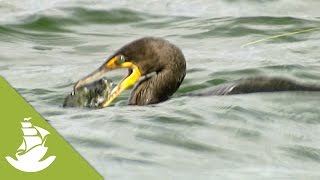 The Double Crested Cormorants [upl. by Nadaha]