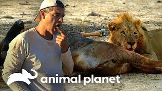 Frank prueba carne de una presa de un león  Wild Frank en África  Animal Planet [upl. by Ahsilram671]