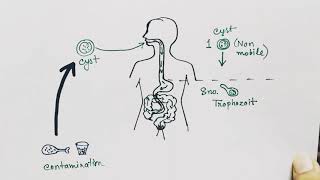 Entamoeba histolytica life cycle  English   Amoebic dysentry  parasitic protozoan [upl. by Refinnej966]