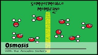 OLD VIDEO Osmosis [upl. by Pansie]