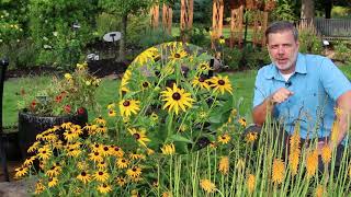 Goldsturm black eyed susan Rudbeckia fulgida var sullivantii Goldsturm  Plant Identification [upl. by Nedloh620]