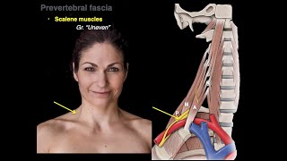 Muscles of the neck [upl. by Adeys]