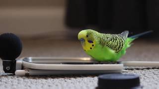 Budgie Bird With 35 Word Vocabulary Clear Audio [upl. by Shelden796]