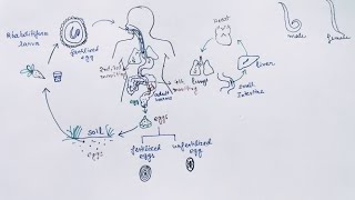 Ascaris lumbricoides Lifecycle  English   Ascariasis  Round Worm [upl. by Zielsdorf]