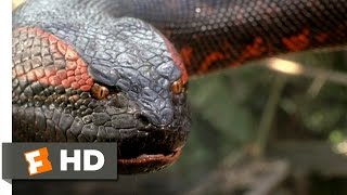 Anaconda 88 Movie CLIP  Swallowed Whole 1997 HD [upl. by Besse794]