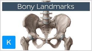 How to Memorize Bony Landmarks Quickly and Easily  Human Anatomy  Kenhub [upl. by Tecla]