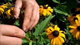 Wilsons Garden Center Deadheading Rudbeckia [upl. by Shih]