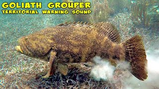 Angry Goliath Grouper [upl. by Fredric]