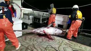 Longline Commercial Fishing Boat Catching Swordfish [upl. by Scheers]