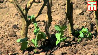 How to grow peas video with Thompson amp Morgan [upl. by Kohler777]