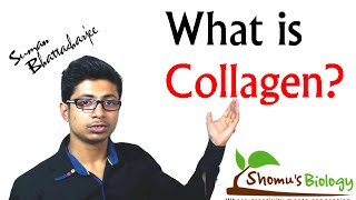 What is collagen collagen protein structure and function [upl. by Bird]