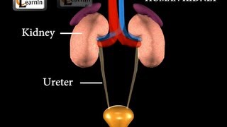 Renal Anatomy 1  Kidney [upl. by Rehtaeh758]