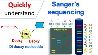 Sanger sequencing [upl. by Anawak]