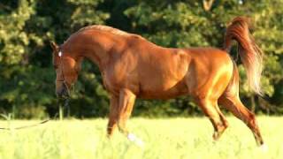 Major Shock chestnut Arabian Stallion [upl. by Elwina571]